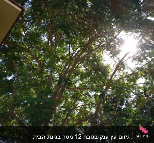 לפני